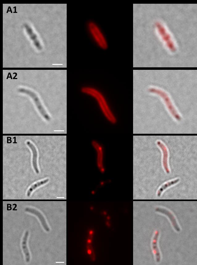 Suppl. Fig. S2: Expression of DsRed2EC-LactC2 in magnetosome-free M. gryphiswaldense mamab mutant.