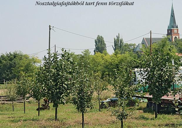 Különlegességek Almából és szilvából külön tünteti föl a nosztalgiafajtákat, a legtöbb, 22 régi fajtát almából szaporít.