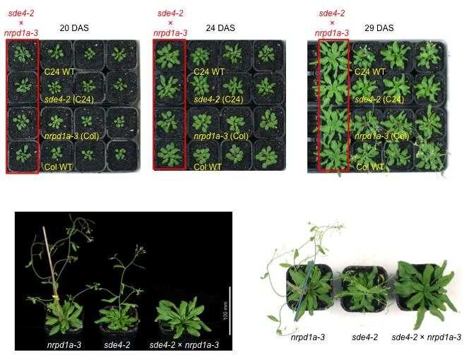 Figure S2. Phenotype of the pol IV mutant hybrid.