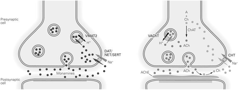 glutamát GABA Glutamát dekarboxiláz (GAD) + B6 vitamin GABA szukcinát,