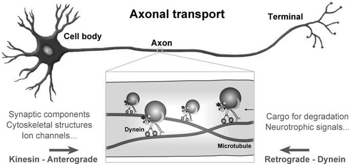 Az intraneuronalis (axonalis) transzportfolyamatok Szinapszis Sejttest Axon KINESIN: anterográd transzport Szinaptikus alkotók (pl.