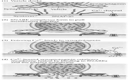 1. Vezikula dokkolása aktív zóna A preszinaptikus vezikulák fúziójának mechanizmusa 2. SNARE-komplex kialakulása 3. Kalciumsynaptotagmin kötés 4.