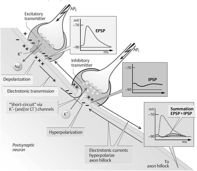 preszinaptikus proteinek degradációja N-típusúfeszültségérzékeny preszinaptikus kalciumcsatornák(omega-konotoxin gátolja) Kvantált transzmitterfelszabadulás (1 vezikula transzmittermennyisége = 1