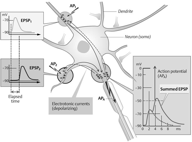 összeadódnak küszöb elérése, akciós potenciál azaxonon(ap A ) Akciós potenciál Akciós potenciál Összegzett EPSP Depolarizáló áramok