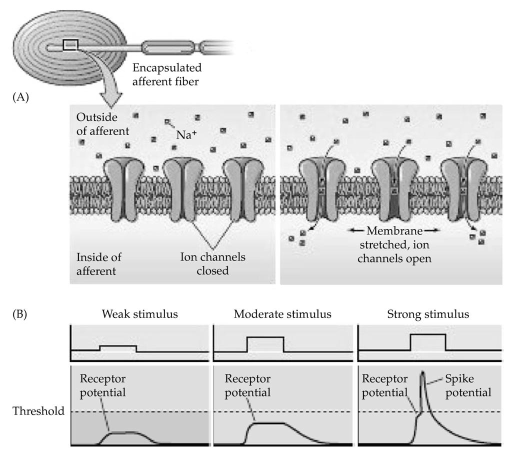 Extracellularis tér A receptorpotenciál ionális háttere Szenzoros idegvégződés Mechanoszenzitív kationcsatornák a szenzoros idegvégződésnél Intracellularis tér Küszöb Ioncsatornák zárva