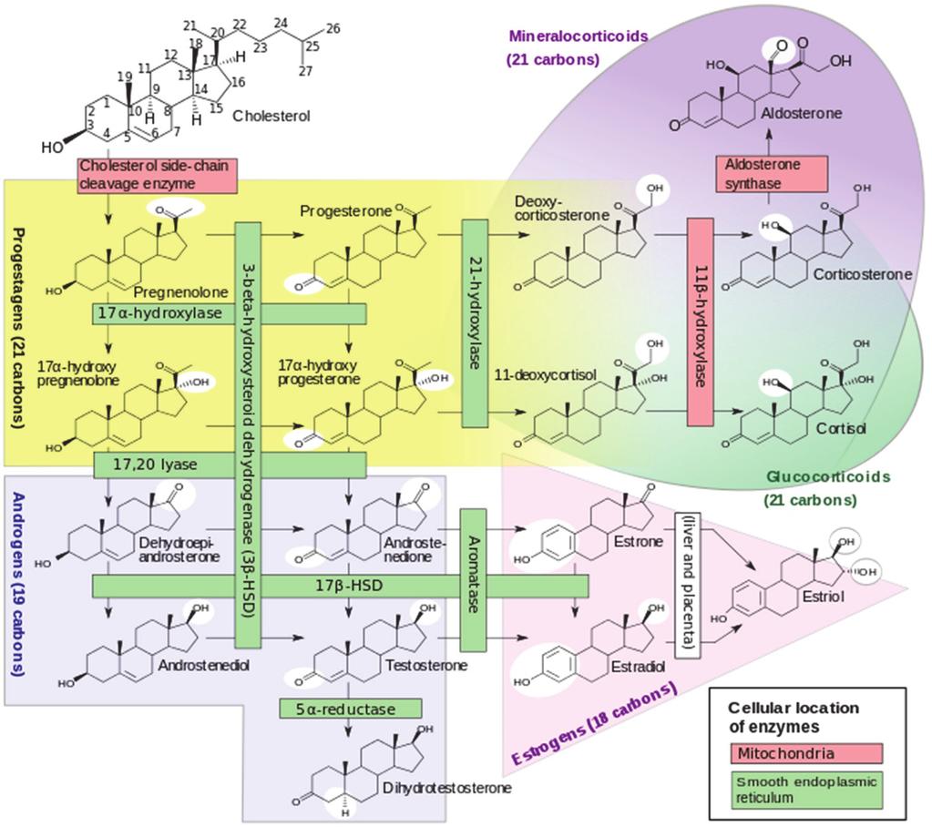 11β-hidroxiláz defektus CYP11B1 gén mutáció (AR) 11β-hidroxiláz defektus Cortisol ACTH 11-dezoxicor costeron 11-dezoxicor sol