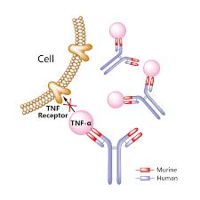 Rituximab, Infliximab