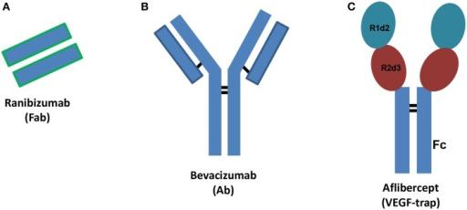 IgG1 ADCC, CDC IgG4 neutralizálás Lehetnek fúziós fehérjék is