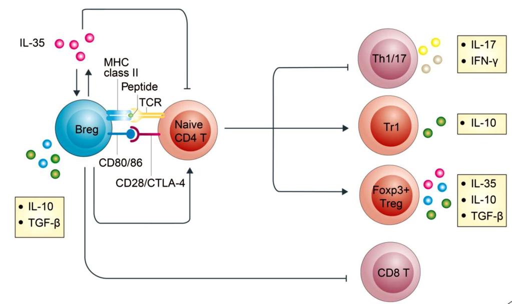 Through cell contact and antiinflammatory cytokines, including IL10, TGFβ, and IL35, Bregs suppress CD4+ Tcell