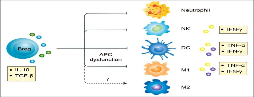 IL10 and TGFβ secreted by Bregs hamper the antigenpresenting function and cytokine secretion of dendritic cells