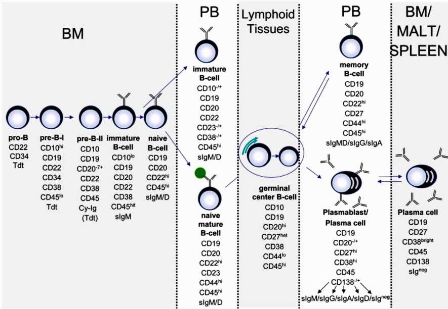 and mucosaassociated lymphoid tissues (MALT) classified