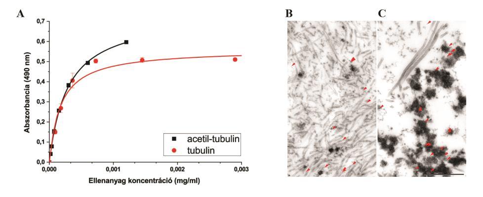 (A) ELISA kísérlet a lemezen immobilizált tubulint felismeri a monoklonális tubulin ill. acetil-tubulin elleni ellenanyag is, tehát jelen van az acetilált K40-tartalmazó -tubulin.