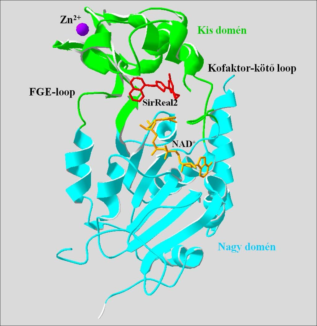4. ábra: A humán SIRT2 szerkezete NAD + -dal és a SirReal2 inhibitorral komplexben. PDB-kód: 4RMG (Rumpf és mtsai, 2015).