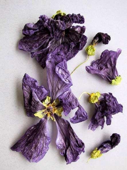 Malvae sylvestris flos Drog: egész vagy vágott szárított virág Hatóanyagok: poliszacharidok: 6-7 % hidrolízis utáni cukrok: galaktóz,