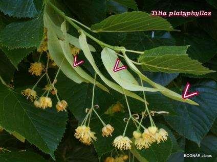 Tiliaceae - egyszerű levelek - 5-5 szabadon álló csésze és szirom - virágzati
