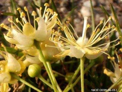 platyphyllos nagylevelű hárs -Tilia x europea európai hárs Tiliaceae Malvaceae