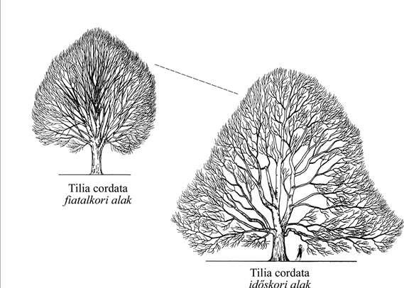 Tilia spp.