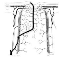 hosszú-temporális retina rostok léziója Peripapillaris és a papillaris régiókban késik az erek festék telődése