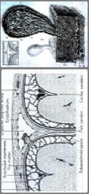 CEREBRALIS vénás keringési hálózat INTRACEREBRALIS érhálózat superficialis vénák - cortex