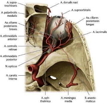 / Retinális hyperperfúzió >>: az OS legérzékenyebb klinikai jelzője, indikátora: aretina 2./ Végarteriák: (SVD retina papilla, n.ii.