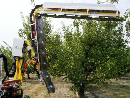 Az ipari gyümölcs betakarítás a rázógépek elterjedésével egyidejűleg előtérbe helyezte az ilyen ültetvények gépi