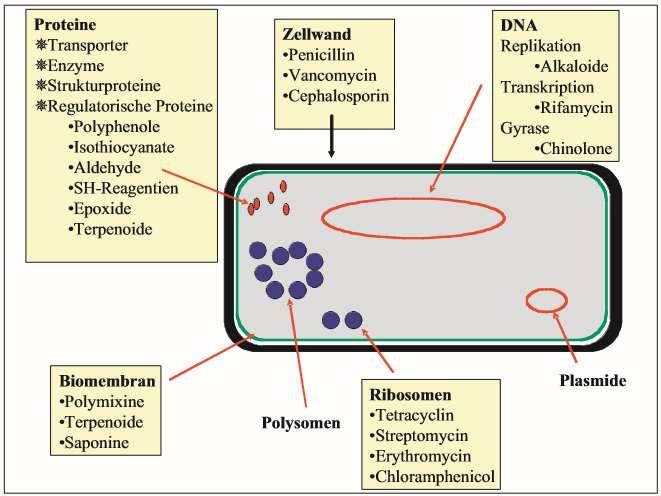 Fehérjék - transzporter - enzimek - szerkezeti fehérjék - szabályozó fehérjék - polifenolok - izotiocianátok - aldehidek - SH-reagensek - epoxidok - terpenoidok Sejtfal - penicillin - vankomicin -