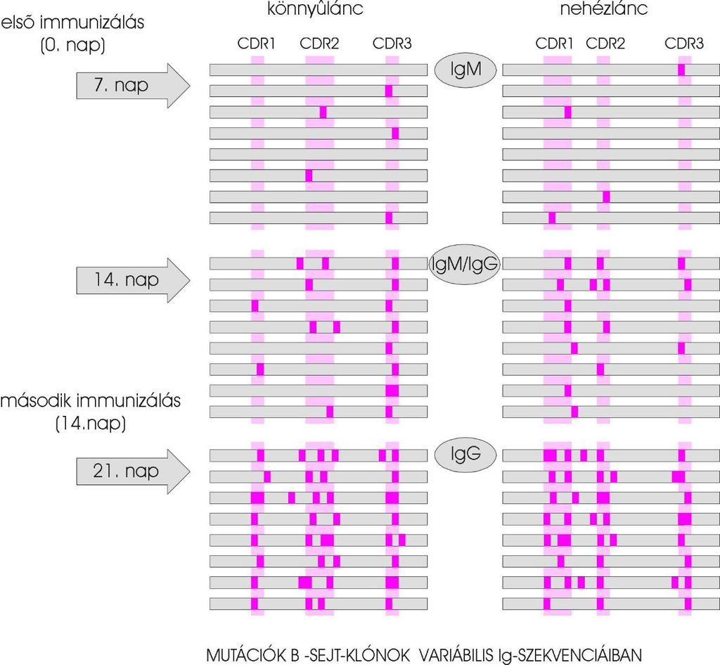 Primer immunizálás Ig affinitás érés Ig gének