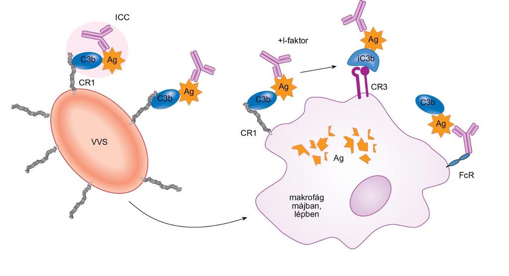 7.10. ábra Immunkomplexek