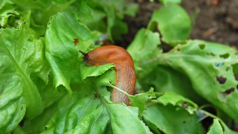 Bio-trükkök csigák ellen A házatlan csigák ellen környezetkímélő eljárások egész sora ismert. Jól bevált módszer a pohárcsapdázás.