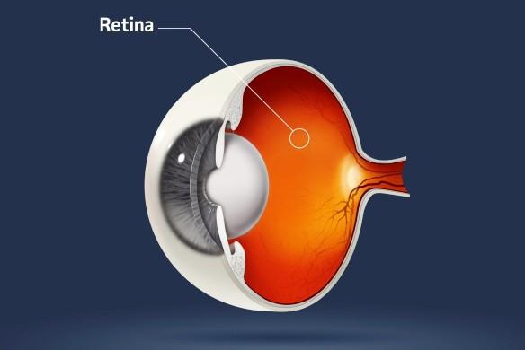 Retina A retina (recehártya) a szemgolyó belső felületének nagy részét borító fényérzékeny hártya (felülete kb. 3 cm2).