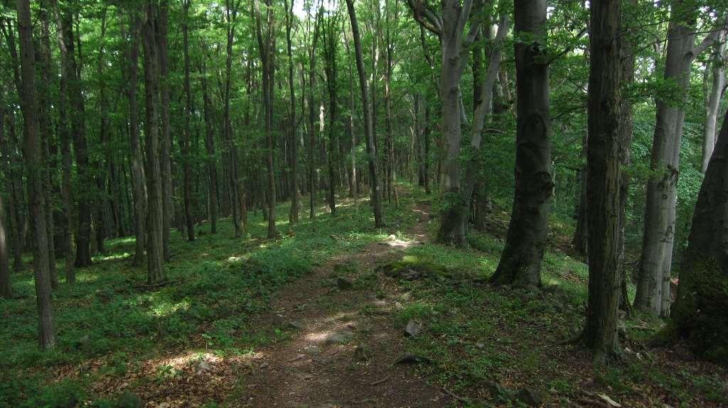 Natura 2000 erdők Magyarországon Magyarországi N2000 erdőterület: 833.000 ha; ebből nemzeti védelem alatt: 413.