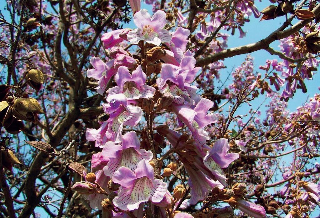 Az energetikai ültetvények egyik alanya a hazánkban még kevéssé ismert és elterjedt nagylevelű császárfa (Paulownia tomentosa) lehet, melynek hagyományos felhasználása nagyon sokrétű, hiszen az ipari