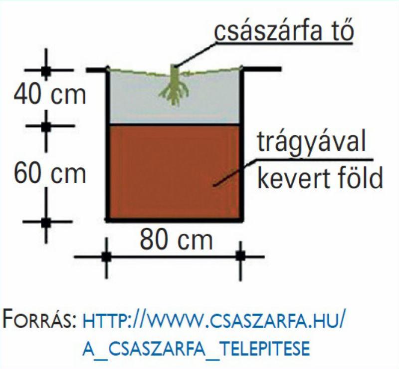 A császárfafélék családján belül 6 fajt különböztetnek meg, amelyek közül az évek során számos hibridet állítottak elő.