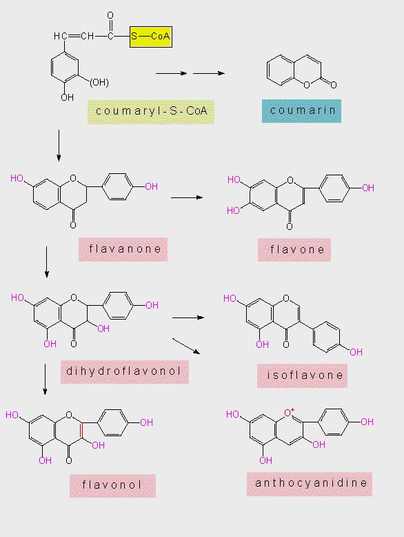 naringin, naringenin, heszperidin - a keserűnarancsban Flavonoidok luteolin, apigenin - kakukkfűben, kamillában orientin, izoorientin - árvácskában vitexin - a galagonyában ononin - a