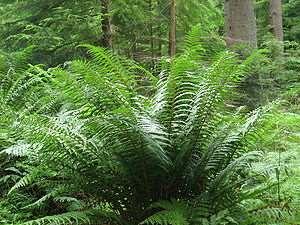 Dryopteris filix-mas