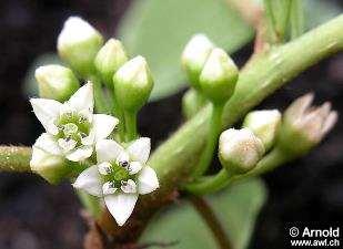Frangula alnus kutyabenge Rhamnaceae