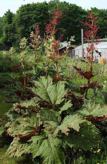 Rheum palmatum orvosi-