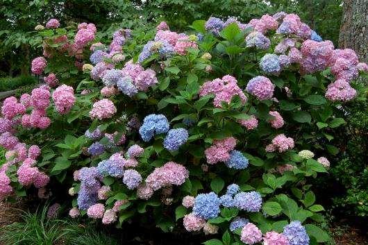 Hydrangea