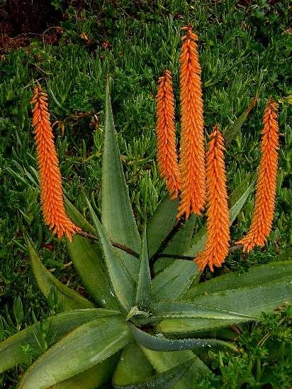 Aloë spp. aloe fajok Xanthorrhoeaceae - fűfafélék Több faj, sok szinonima: Aloe ferox (2-3m magas), Aloe barbadensis (0,5m magas) (syn. A. vera, A.