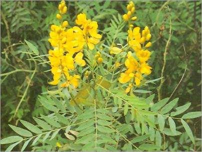 Cassia senna Szenna Fabaceae - hüvelyesek C. senna a Nílus völgyében, és Szudánban honos C.