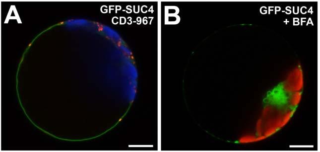 Supplemental Figure 10 Supplemental Figure 10. Co-localization of GFP-SUC4 and the cis-golgi marker CD3-967-mCherry in a WT protoplast and effect of BFA on a GFP-SUC4 expressing protoplast.
