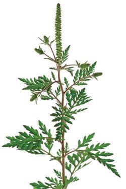 szaporodni Hazánkban az ürömlevelű parlagfű (Ambrosia artemisiifolia) él
