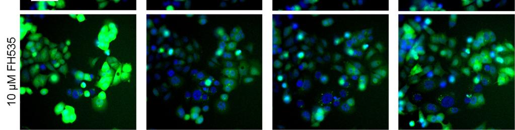 01 % DMSO as control and were continuously imaged every 2 h for up to 24 h.