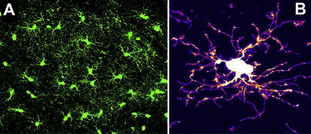 NG2 sejtek ( NG2 glia ) - sok oligodendroglia-progenitor (OPC) markert expresszálnak 1980s, William Stallcup és mtsai írják le az NG2+ sejteket a felnőtt agyban NG2: neuron-glial antigen 2 (NG2) =