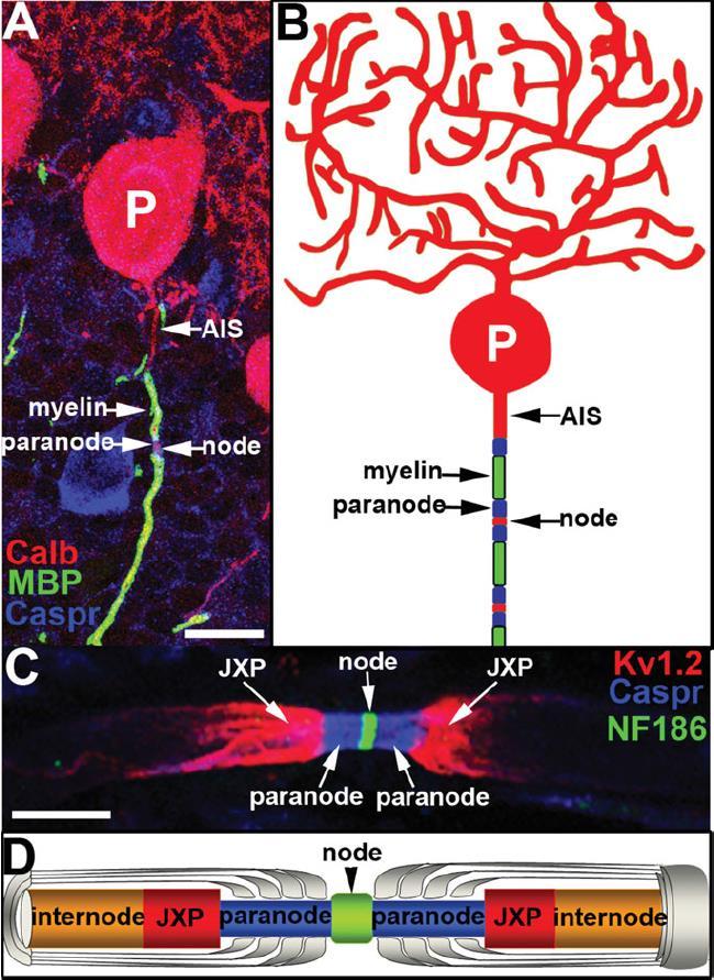P: Purkinje neuron AIS: axon initial segment: ioncsatorna clusterek, akciós potenciál generáció Node: Na+ csatornák, akciós-potenciál propagálás Paranode: myelin rétegek és axolemma kapcsolatai JXP: