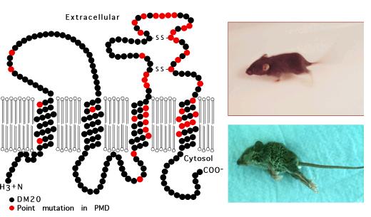 Oligodendrociták Proteolipid Protein, PLP - transzmembrán proteolipid protein, a myelin fehérjéknek 50%-a - 1 génről 2 fehérje keletkezik: a PLP és a DM-20, mindkettő rendkívül hidrofób - a myelin