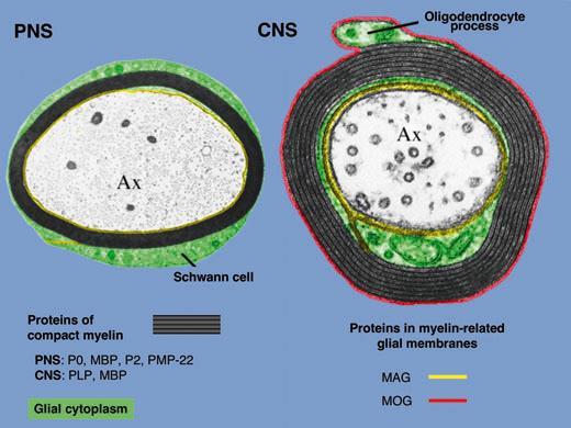 Oligodendrociták (ODC) MAG (MGP), myelin associated glycoprotein - immunglobulin szupercsalád tagja - transzmembrán glikoprotein - 1 gén, két forma: L-MAG (large) embrionális, S-MAG (small) felnőtt -