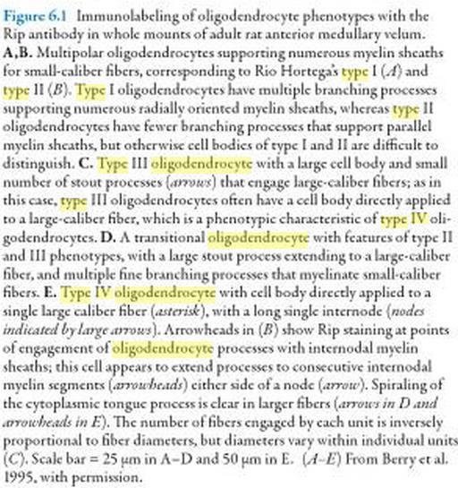 Oligodendrocita Type I Type III