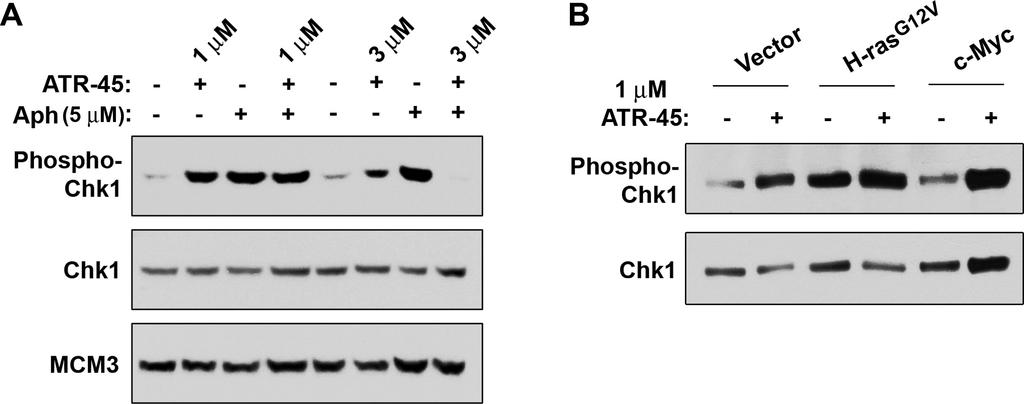 Supplemental Figure 9 Supplemental Figure 9. Low doses of ATR inhibitor stimulate Chk1-S345 phosphorylation.