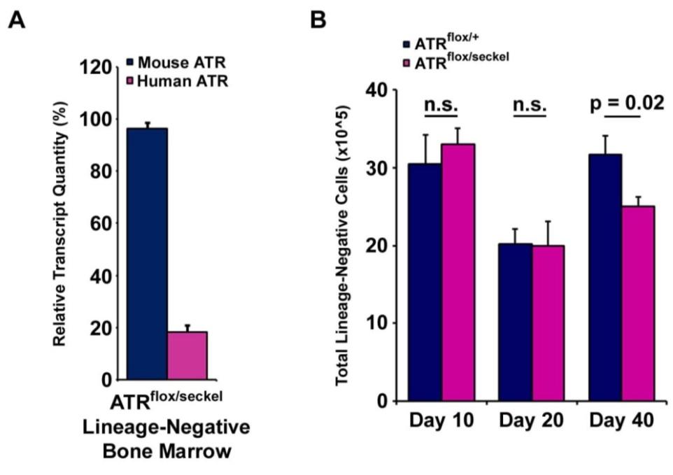 Supplemental Figure 3 Supplemental Figure 3. ATR suppression has no appreciable effect on the representation of lineage-negative bone marrow progenitors.